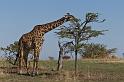 104 Tanzania, N-Serengeti, giraffe